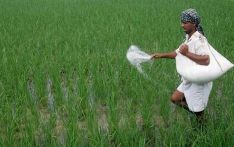 Bangladesh to buy 60,000 tonnes of urea fertiliser from KAFCO, Saudi Arabia