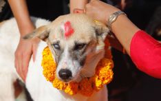 视觉故事丨尼泊尔排灯节第二日  狗狗也享受主人的点提卡祝福
