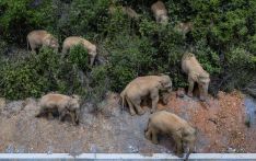 China’s wandering elephants on the move again