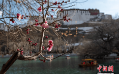 视觉故事丨西藏拉萨：高原春来早