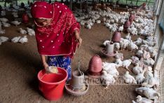 Egg, chicken prices soar as Bangladesh poultry industry falters in pandemic