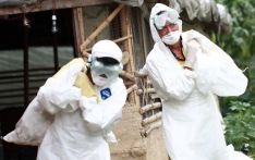 在加德满都谷地发现禽流感后，家禽市场遭受重创
