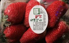 2公斤卖2.5万韩元 韩国草莓价格飙升至“黄金价”？