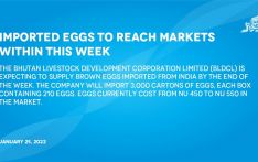 Imported eggs to reach markets within this week