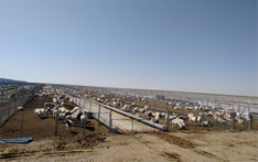 这次，蒙古国捐赠的3万只羊真的要来了
