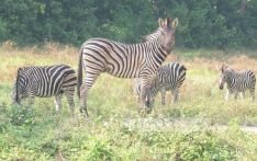 Nine Bangladesh safari park zebras die from ‘bacterial infections, fighting’ in 22 days