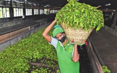 Sri Lanka organic revolution threatens tea industry