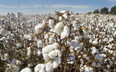 巴基斯坦轧花厂家协会：BCI抵制新疆棉花毫无根据