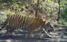 Chinese forestry police caution residents, deter poachers as released Siberian tiger re-enters vicinity of town