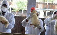 印度多地爆发禽流感疫情已处于警戒状态  