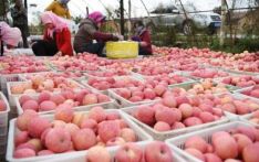 甘肃与尼泊尔拓宽合作领域 “农产品”为媒开辟南亚市场