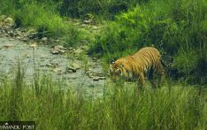 Tigers return in Nepal; their number now reaches 355