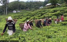 Tea exports plunge by a third in the first half of the fiscal year 
