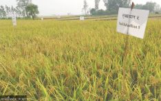 Worsening food insecurity calls for stress-tolerant seeds 
