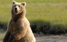 thrilling! Alaska passenger plane crashed into a brown bear and its fuselage was severely damaged