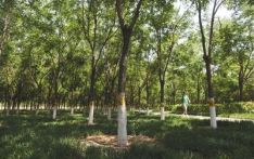 北京森林覆盖率2025年将达45%