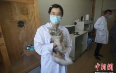 中国国内高校首只克隆猫“征婚” 为繁育研究进行准备