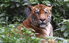 As tiger numbers rise, experts stress protecting habitats and prey base, reducing conflict with humans 