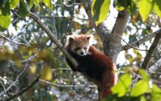 Public banned from forests to protect red panda 