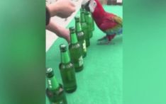 Parrots raised in Shanxi zoo show a variety of talents