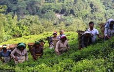 Nepal’s tea sector sees trouble brewing as India mulls restrictions on imports 