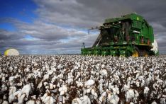 澳棉花有望丰收，棉农却担忧：没了中国市场，能卖去哪？