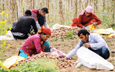 因降雨影响收成尼泊尔土豆价格创新高