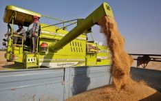 As Black Sea supplies fall, India sells record 1.4m tonnes wheat in April