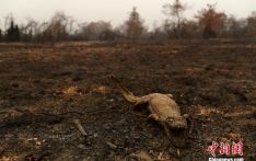 巴西世界最大湿地遭遇创纪录大火 濒危物种生存堪忧