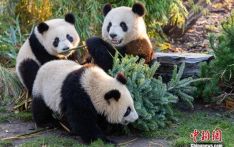 旅德大熊猫一家在柏林欢度圣诞节