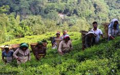 Tea farmers hamstrung by closure of processing plant