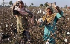巴基斯坦：新棉上市量锐减 进口需求扩大
