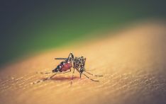 National lab to provide free testing for Zika, Chikungunya and dengue viruses