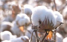 2021 新疆棉花这一年