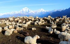 道拉吉里峰喜马拉雅山的羊