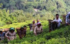In hot water amid looming India import curbs, tea growers seek government help 