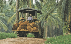 Good times end for Nepali palm oil exporters 