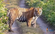   尼泊尔奇特旺国家公园现老虎杀人事件