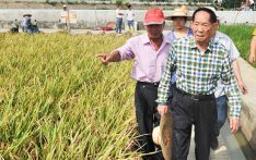 袁隆平团队研发耐盐碱水稻 亩产548.53公斤