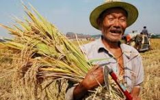 农业农村部：农民收入提前实现翻番目标