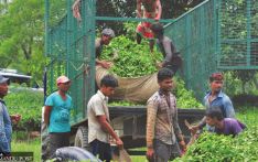 Nepal’s tea sector suffering from shortage of chemical fertiliser 