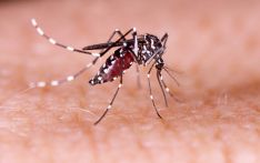 As pre-monsoon rain starts, dengue risk grows, experts warn 