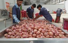印度宣布禁止出口洋葱