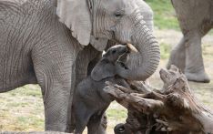 量大加干旱,纳米比亚宣布拍卖170头大象，全世界人人都有竞标资格