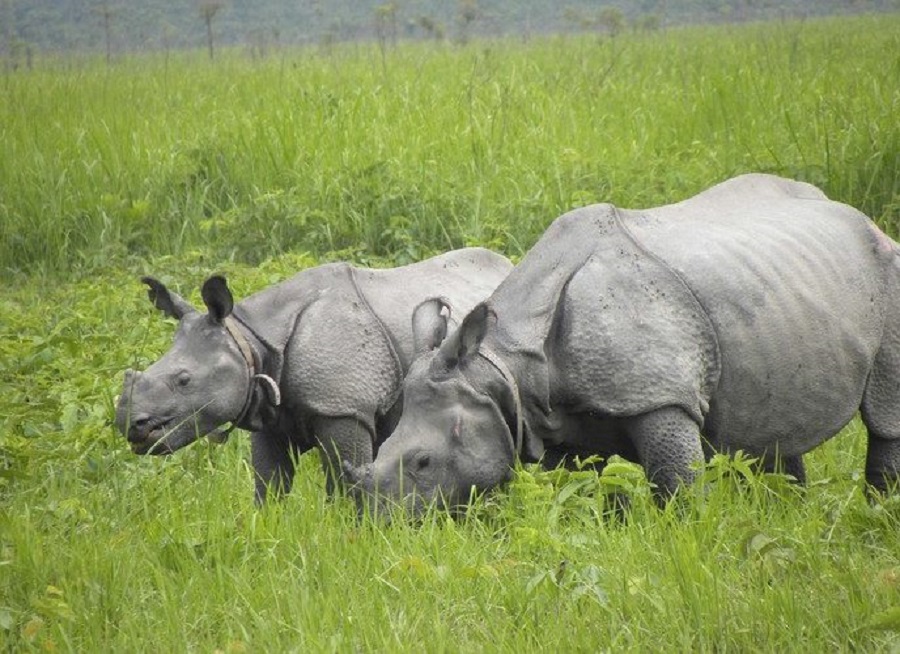 Rhino_6_and_7_large-688x500