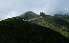 Nepali tea growers breathe easier after India lifts ban on blending