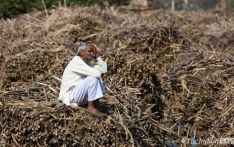 Govt moves to set up fodder-centric farmer producer organisations