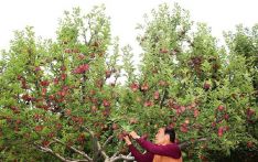 尼泊尔木斯塘出售了价值5亿卢比的苹果