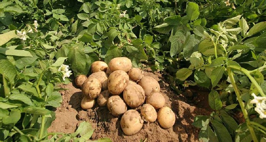 potato-760x405