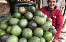 尼泊尔种植橘子的农民在改种牛油果后大赚了一笔   